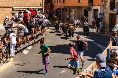 todo-listo-para-el-encierro-de-cerriles-de-dominguez-camacho-de-las-fiestas-de-alcora