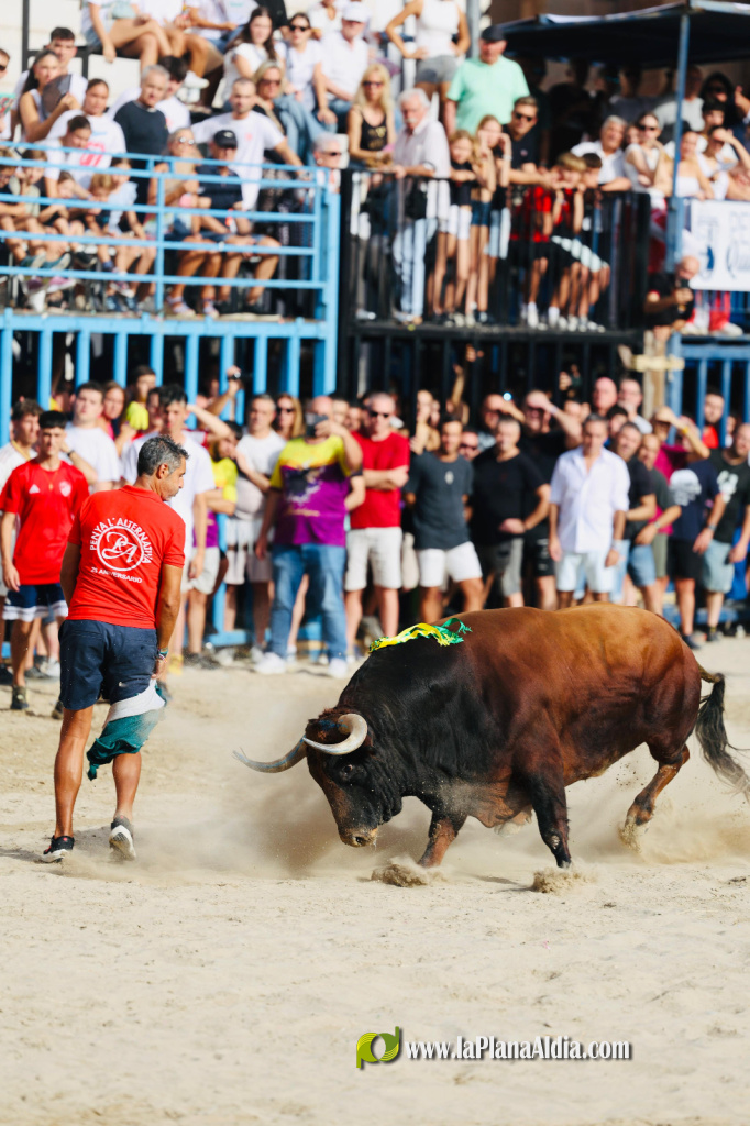 Borriana inicia la Miseric�rdia amb la sortida del bou Matayegues i 19 bous cerrils