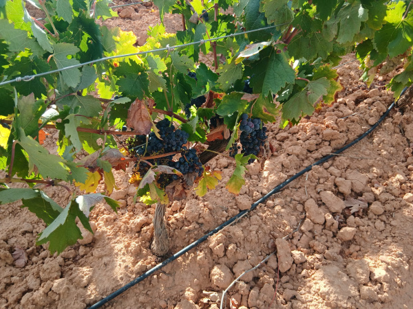 La Comunitat Valenciana pierde 5.012 hectáreas de viñedo en una década y La Unió reclama ayudas para evitar el abandono