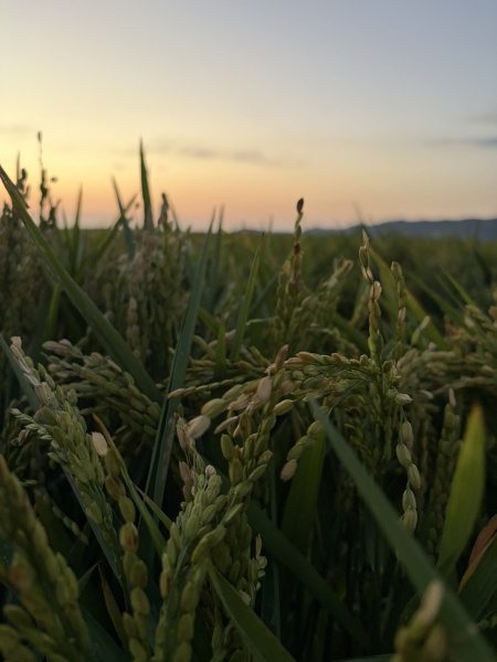 LA UNIO advierte de que el arroz valenciano enfrenta un precio 35% inferior a sus costes de producción