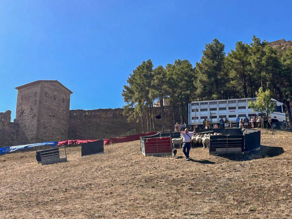 Morella celebra una Feria agrícola y ganadera de casi ocho siglos con más de 100 expositores y actos taurinos