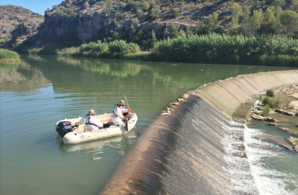 La CHJ investiga el vertido que provoca mortandad de peces en el río Magro entre Montroi y Llombai-Alfarb