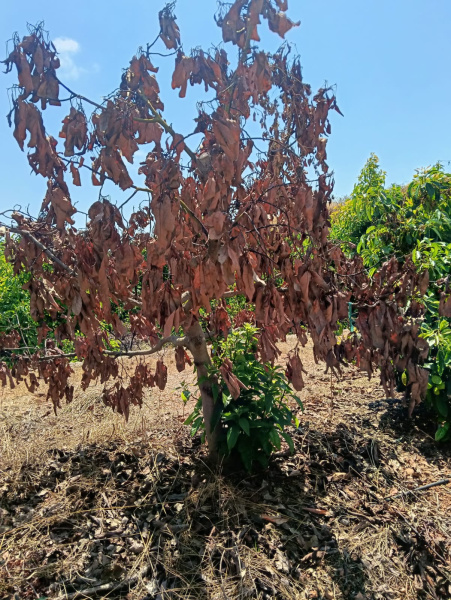 La Unió Llauradora advierte daños por planchado en aguacates y exige revisar el seguro agrario en la Comunitat Valenciana