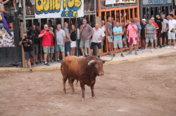 Almenara celebra el Dia del Bou amb bous d'El Pilar i Arcadio Albarr�n
