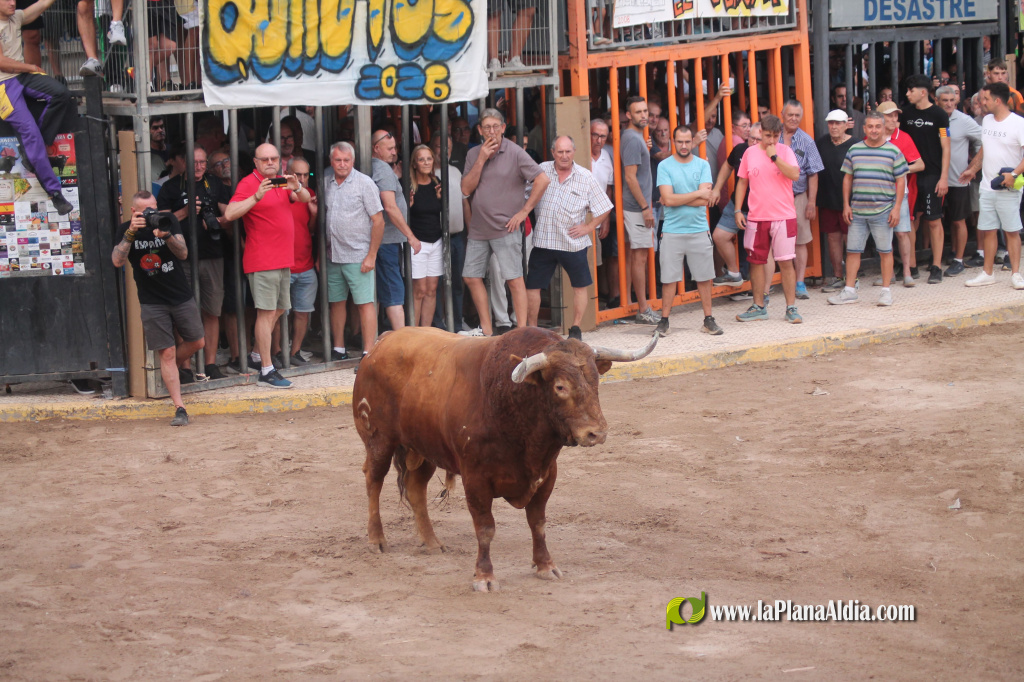 Almenara celebra el Dia del Bou amb bous d'El Pilar i Arcadio Albarr�n