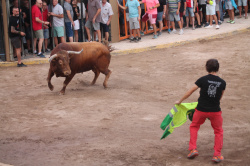 Almenara celebra el Dia del Bou amb bous d'El Pilar i Arcadio Albarr�n
