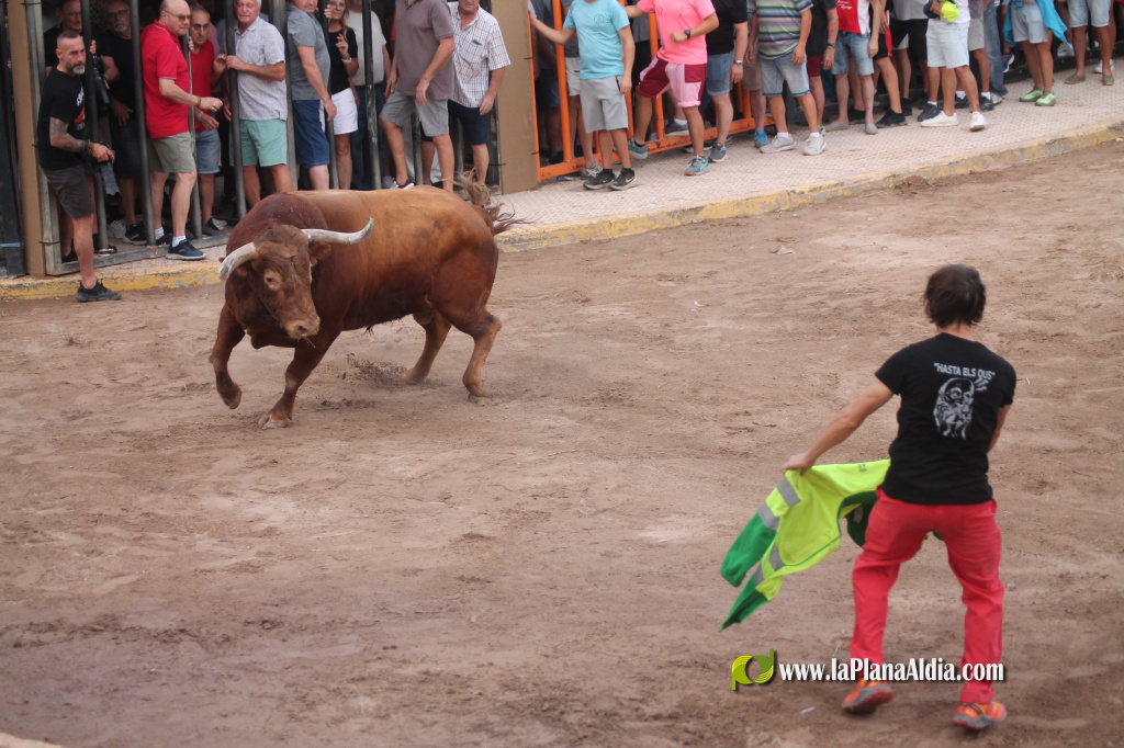 Almenara celebra el Dia del Bou amb bous d'El Pilar i Arcadio Albarr�n
