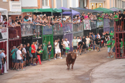 Almenara celebra el Dia del Bou amb bous d'El Pilar i Arcadio Albarr�n