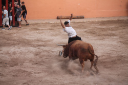 Almenara celebra el Dia del Bou amb bous d'El Pilar i Arcadio Albarr�n