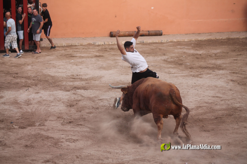 Almenara celebra el Dia del Bou amb bous d'El Pilar i Arcadio Albarr�n
