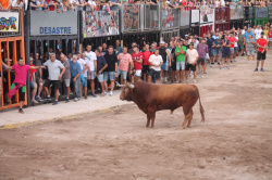 Almenara celebra el Dia del Bou amb bous d'El Pilar i Arcadio Albarr�n