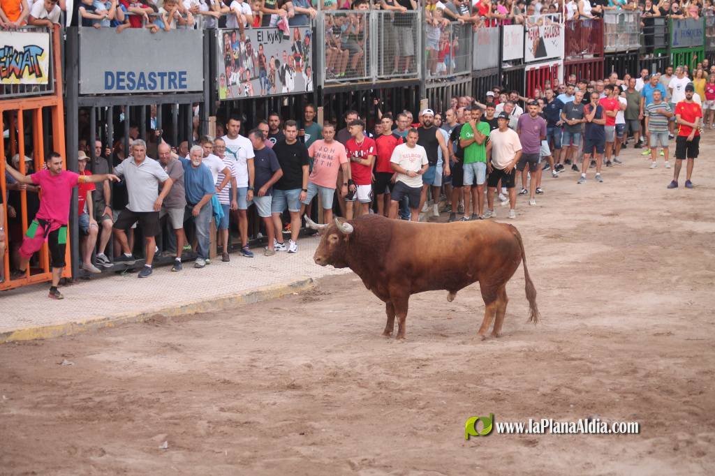 Almenara celebra el Dia del Bou amb bous d'El Pilar i Arcadio Albarr�n