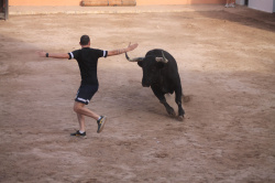 Almenara celebra el Dia del Bou amb bous d'El Pilar i Arcadio Albarr�n