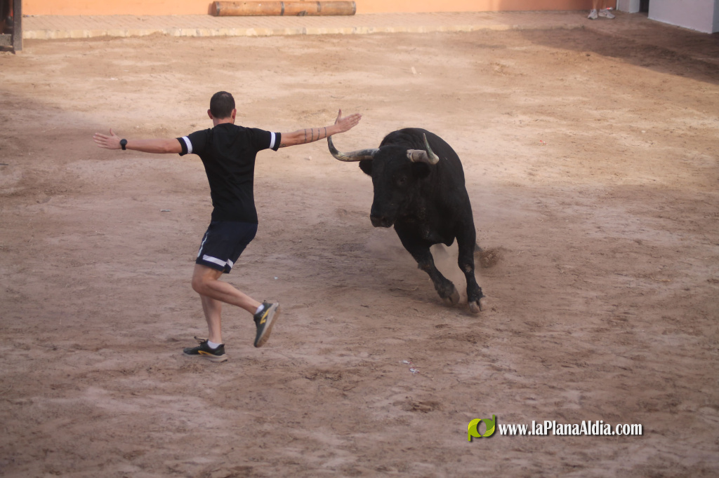 Almenara celebra el Dia del Bou amb bous d'El Pilar i Arcadio Albarr�n