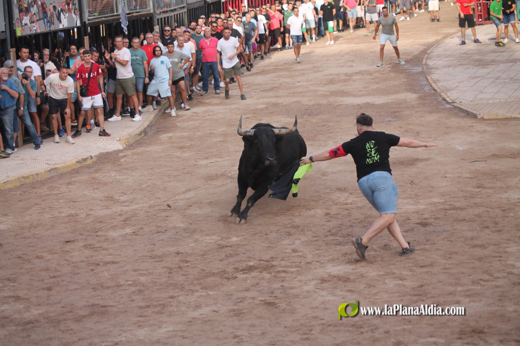Almenara celebra el Dia del Bou amb bous d'El Pilar i Arcadio Albarr�n