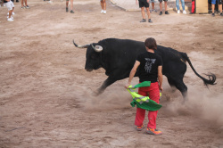 Almenara celebra el Dia del Bou amb bous d'El Pilar i Arcadio Albarr�n