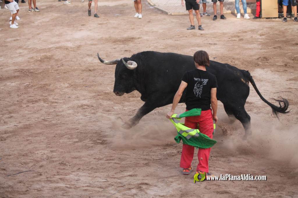 Almenara celebra el Dia del Bou amb bous d'El Pilar i Arcadio Albarr�n