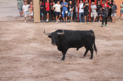 Almenara celebra el Dia del Bou amb bous d'El Pilar i Arcadio Albarr�n