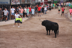 Almenara celebra el Dia del Bou amb bous d'El Pilar i Arcadio Albarr�n