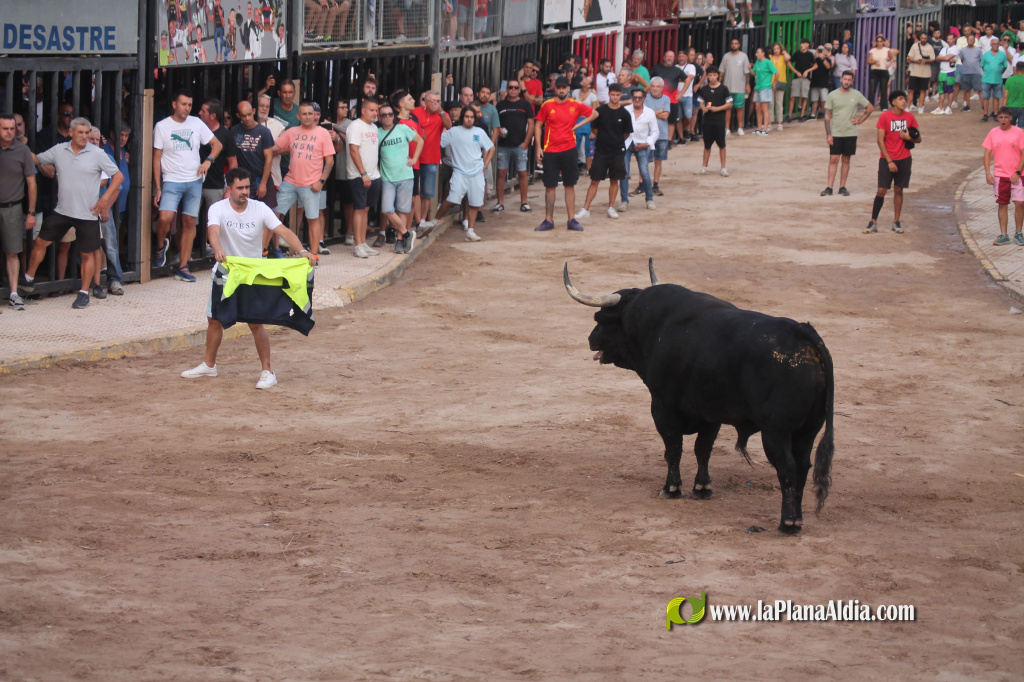 Almenara celebra el Dia del Bou amb bous d'El Pilar i Arcadio Albarr�n