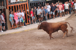 Almenara celebra el Dia del Bou amb bous d'El Pilar i Arcadio Albarr�n