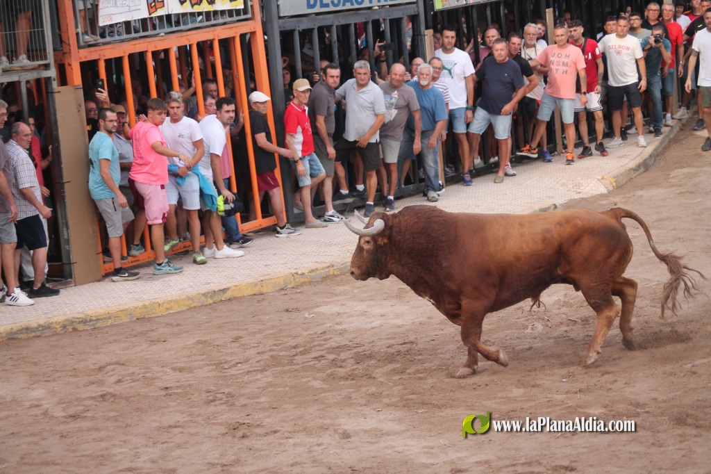 Almenara celebra el Dia del Bou amb bous d'El Pilar i Arcadio Albarr�n