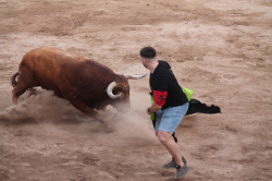 Almenara celebra el Dia del Bou amb bous d'El Pilar i Arcadio Albarr�n