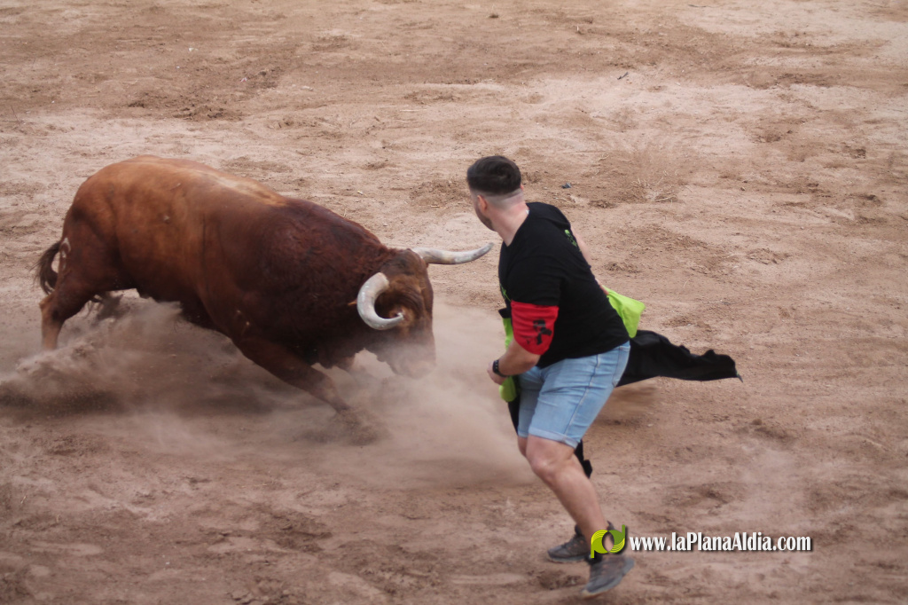 Almenara celebra el Dia del Bou amb bous d'El Pilar i Arcadio Albarr�n