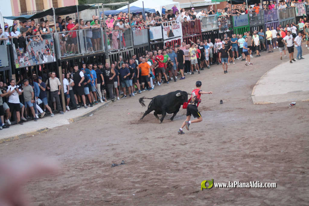 Almenara repr�n els actes taurins de les Festes Patronals amb dos toros de Jos� Luis Marca oferts per l'Ajuntament