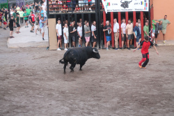 Almenara repr�n els actes taurins de les Festes Patronals amb dos toros de Jos� Luis Marca oferts per l'Ajuntament