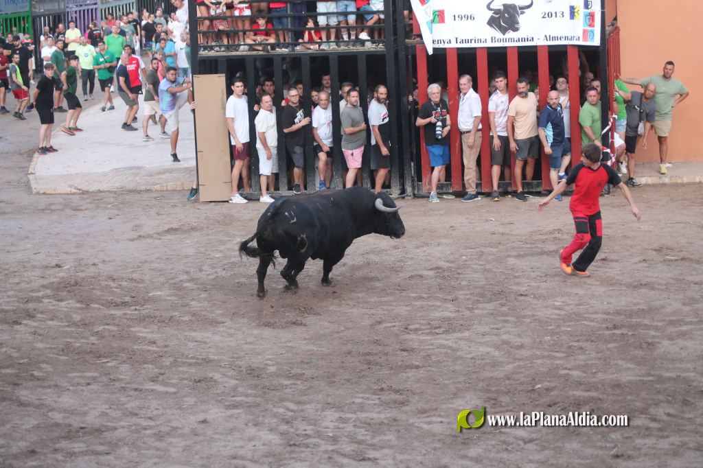 Almenara repr�n els actes taurins de les Festes Patronals amb dos toros de Jos� Luis Marca oferts per l'Ajuntament