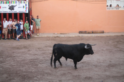 Almenara repr�n els actes taurins de les Festes Patronals amb dos toros de Jos� Luis Marca oferts per l'Ajuntament