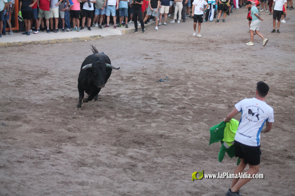 Almenara repr�n els actes taurins de les Festes Patronals amb dos toros de Jos� Luis Marca oferts per l'Ajuntament