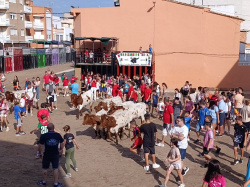 Almenara repr�n els actes taurins de les Festes Patronals amb dos toros de Jos� Luis Marca oferts per l'Ajuntament