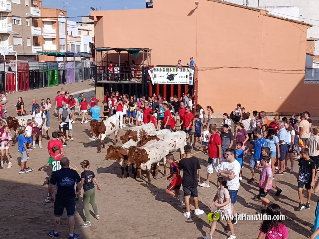 Almenara repr�n els actes taurins de les Festes Patronals amb dos toros de Jos� Luis Marca oferts per l'Ajuntament