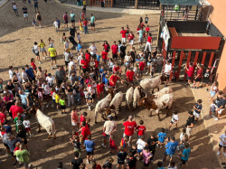 Almenara repr�n els actes taurins de les Festes Patronals amb dos toros de Jos� Luis Marca oferts per l'Ajuntament