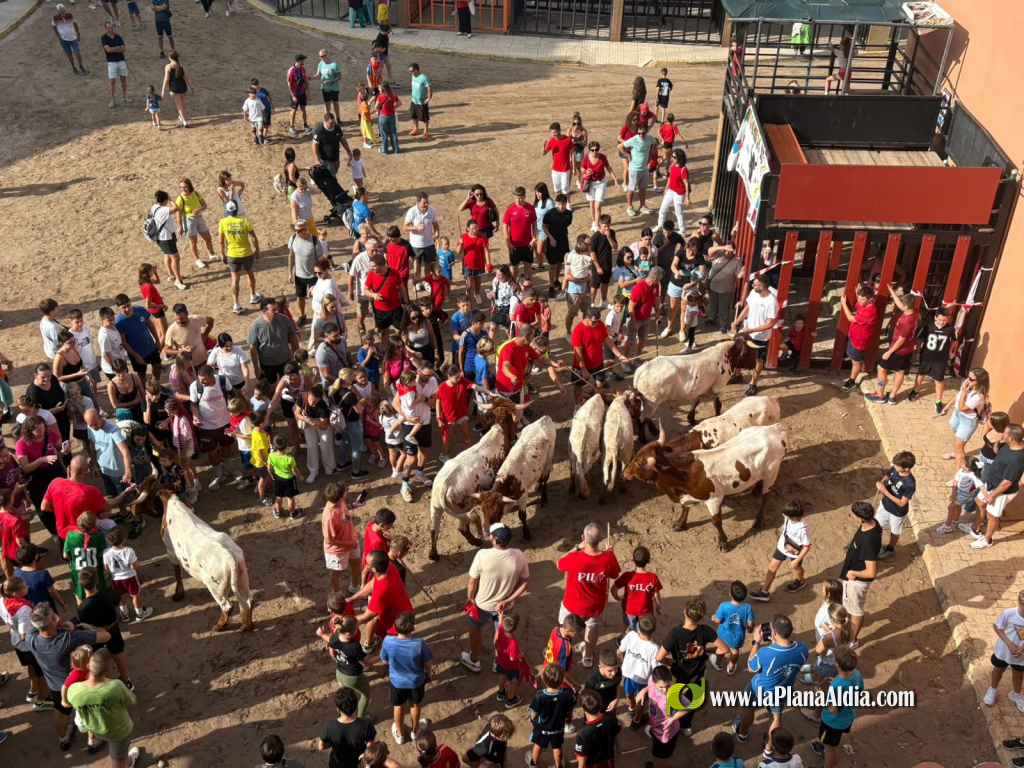Almenara repr�n els actes taurins de les Festes Patronals amb dos toros de Jos� Luis Marca oferts per l'Ajuntament
