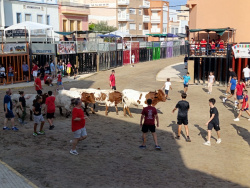 Almenara repr�n els actes taurins de les Festes Patronals amb dos toros de Jos� Luis Marca oferts per l'Ajuntament