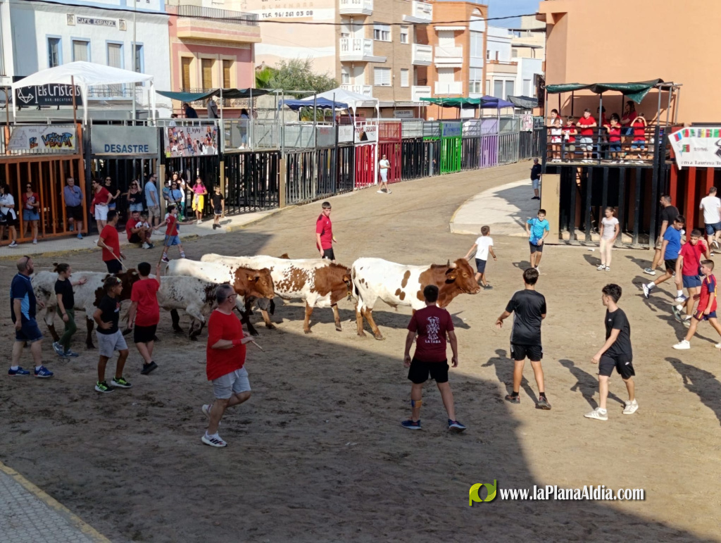 Almenara repr�n els actes taurins de les Festes Patronals amb dos toros de Jos� Luis Marca oferts per l'Ajuntament