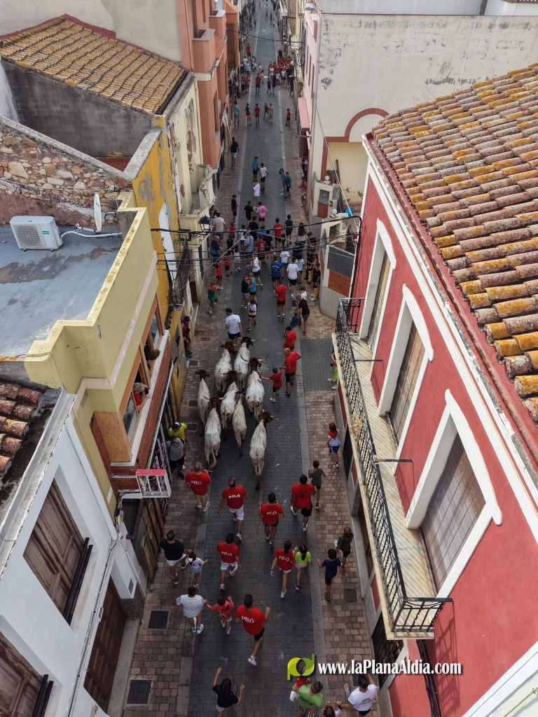 Almenara repr�n els actes taurins de les Festes Patronals amb dos toros de Jos� Luis Marca oferts per l'Ajuntament