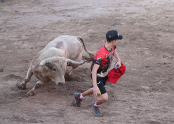 Almenara repr�n els actes taurins de les Festes Patronals amb dos toros de Jos� Luis Marca oferts per l'Ajuntament
