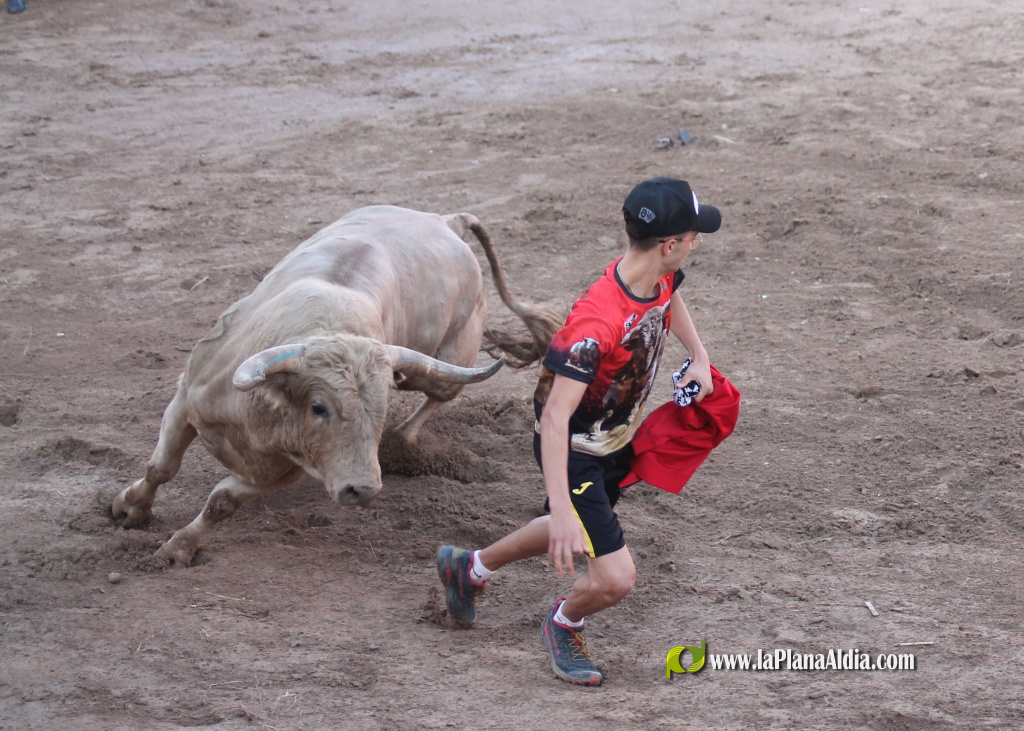 Almenara repr�n els actes taurins de les Festes Patronals amb dos toros de Jos� Luis Marca oferts per l'Ajuntament