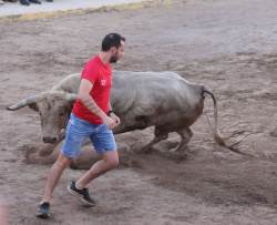 Almenara repr�n els actes taurins de les Festes Patronals amb dos toros de Jos� Luis Marca oferts per l'Ajuntament