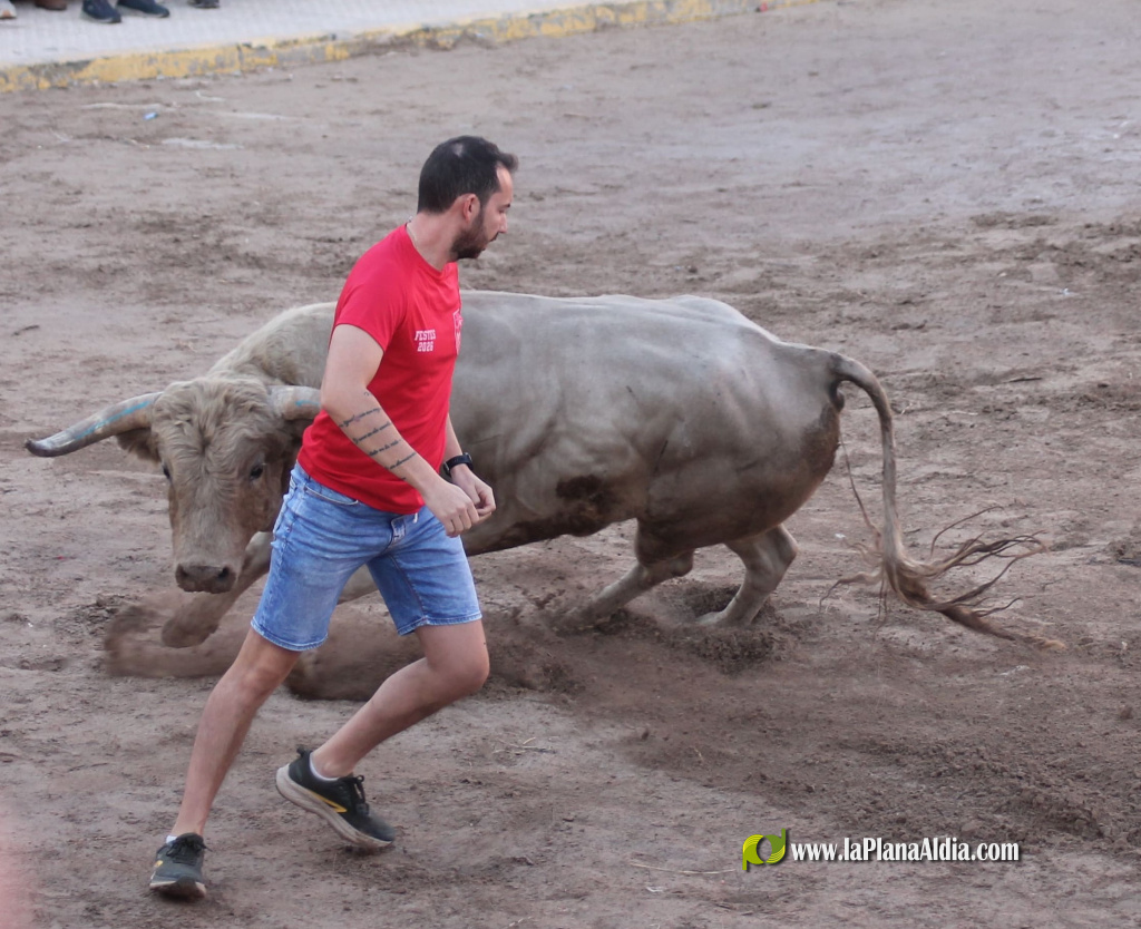 Almenara repr�n els actes taurins de les Festes Patronals amb dos toros de Jos� Luis Marca oferts per l'Ajuntament