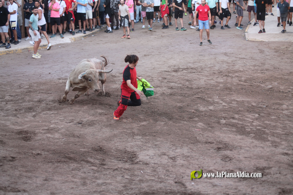 Almenara repr�n els actes taurins de les Festes Patronals amb dos toros de Jos� Luis Marca oferts per l'Ajuntament