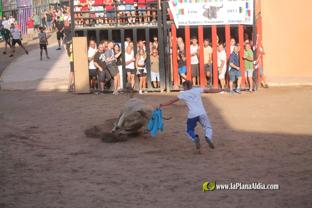 Almenara repr�n els actes taurins de les Festes Patronals amb dos toros de Jos� Luis Marca oferts per l'Ajuntament