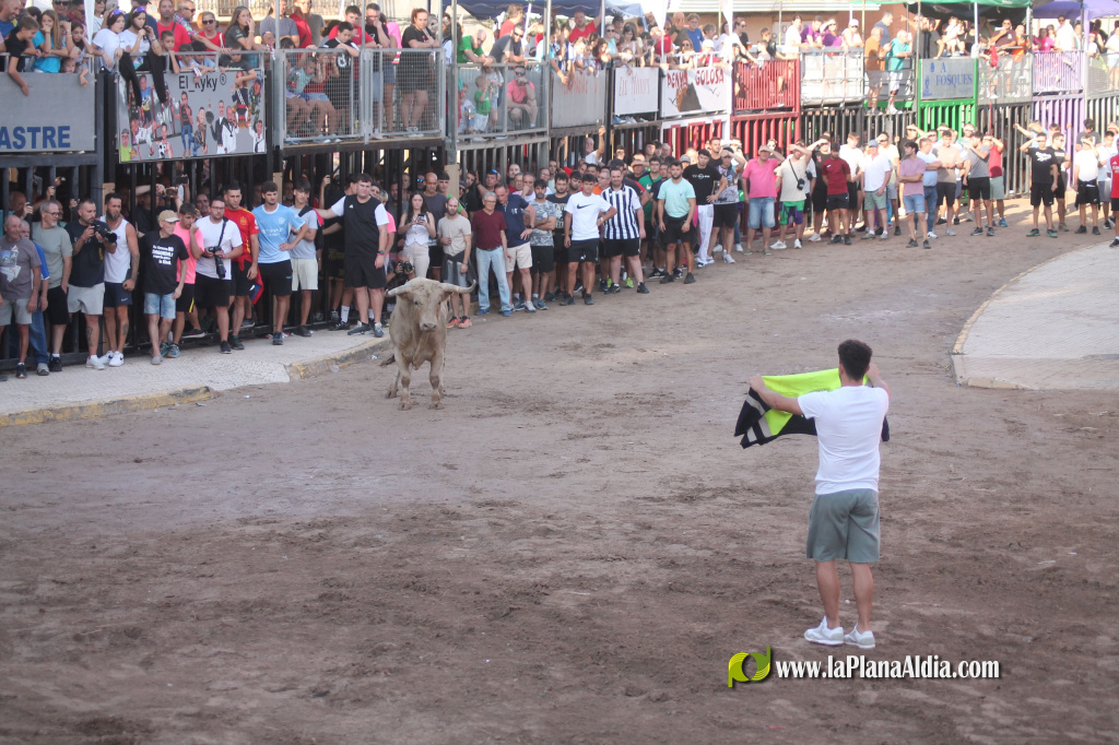 Almenara repr�n els actes taurins de les Festes Patronals amb dos toros de Jos� Luis Marca oferts per l'Ajuntament