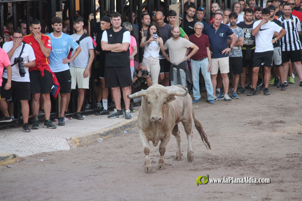 Almenara repr�n els actes taurins de les Festes Patronals amb dos toros de Jos� Luis Marca oferts per l'Ajuntament