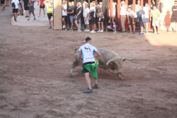 Almenara repr�n els actes taurins de les Festes Patronals amb dos toros de Jos� Luis Marca oferts per l'Ajuntament