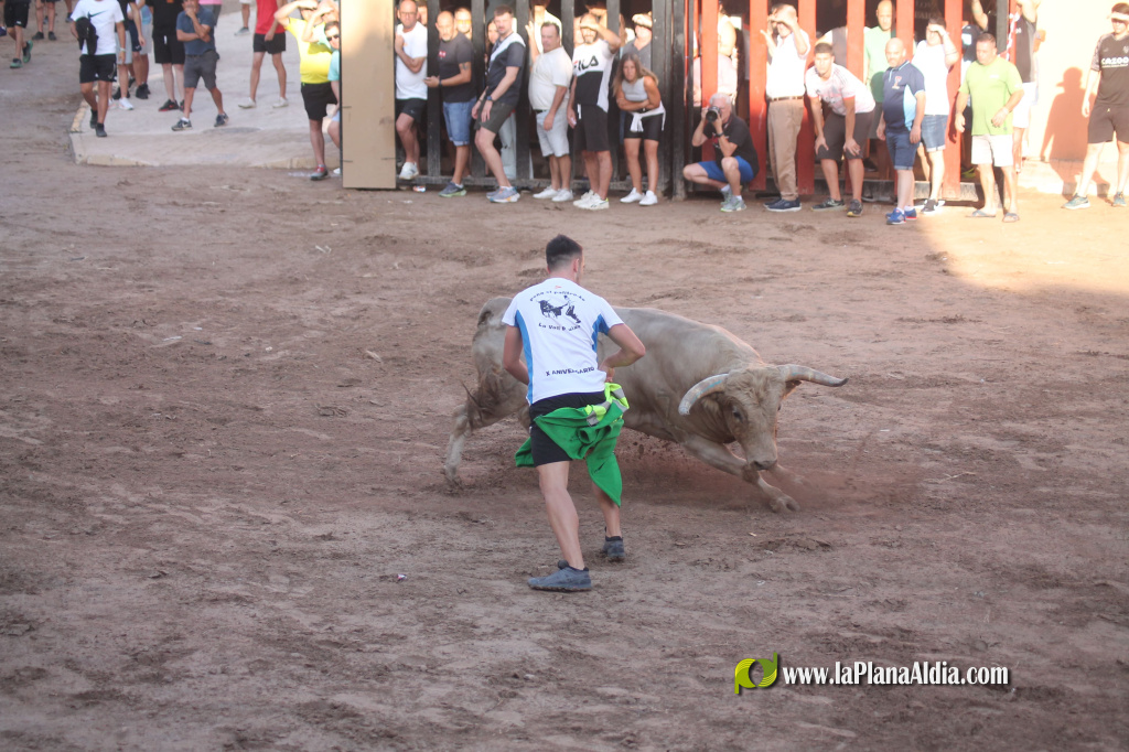 Almenara repr�n els actes taurins de les Festes Patronals amb dos toros de Jos� Luis Marca oferts per l'Ajuntament